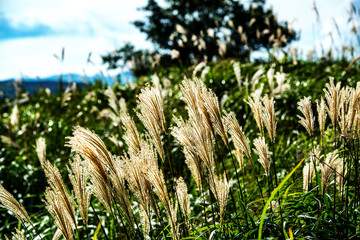 平尾台のススキ