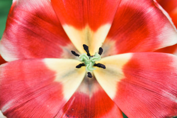 Tulip