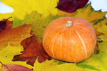 Orange pumpkin among bright autumn leaves..Colorful maple leaves and pumpkin are symbols of the autumn holidays.