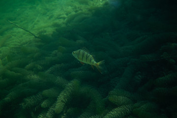 perch under water photography in a lake in Austria, amazing underwater fish photography