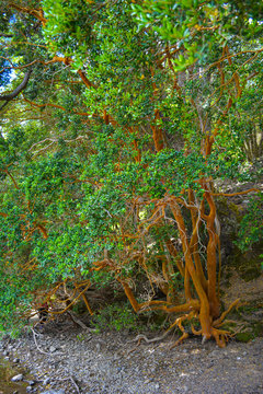 Arrayan, luma apiculata