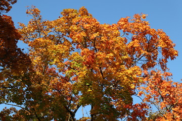 Herbstlicher Baum