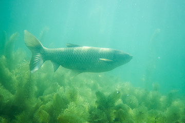 carp under water photography in a lake in Austria, amazing underwater fish photography