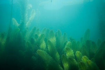 Underwater flora. Underwater Plants rivers, lakes, pond