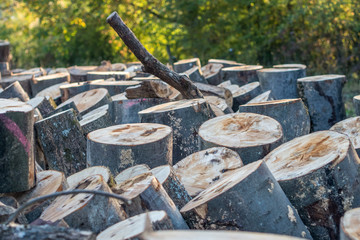 Baumstämme zu Brennholz gesägt und gestapelt © focus finder