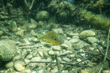 sun perch under water with some lake grass, beautiful fish under water image, under water photography with some fish