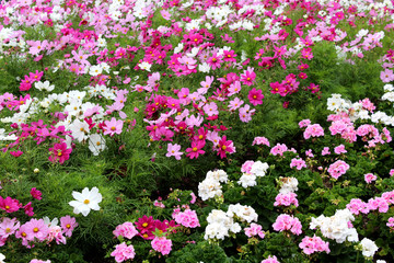 Pink and white flower field