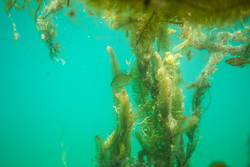 Underwater flora. Underwater Plants rivers, lakes, pond