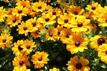 Yellow Flowers