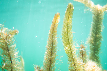 Underwater flora. Underwater Plants rivers, lakes, pond