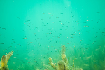 Fototapeta na wymiar big school of small fish in a beautiful lake in austria
