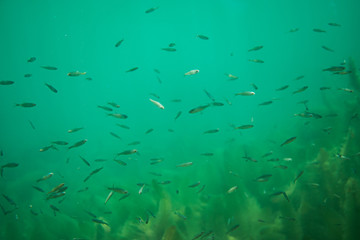 Obraz na płótnie Canvas big school of small fish in a beautiful lake in austria
