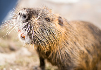 Nutria or coypu closeup animal portrait shot