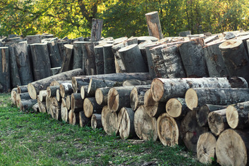 Baumstämme zu Brennholz gesägt und gestapelt © focus finder