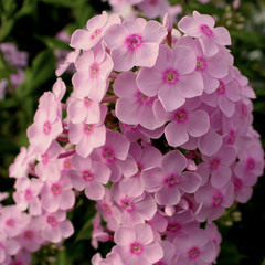 Pink Flowers on the High Line