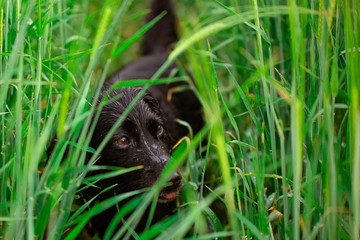 Pies w trawie © nitka_zaplatana