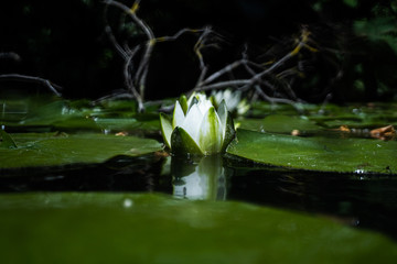 Underwater flora. Underwater Plants rivers, lakes, pond
