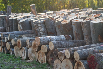 Baumstämme zu Brennholz gesägt und gestapelt © focus finder