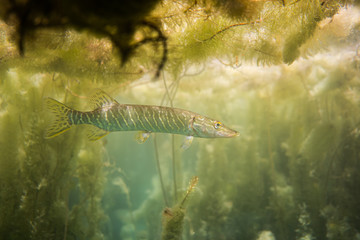 pike under water image, baby pike in a lake under water, underwater wildlife photography