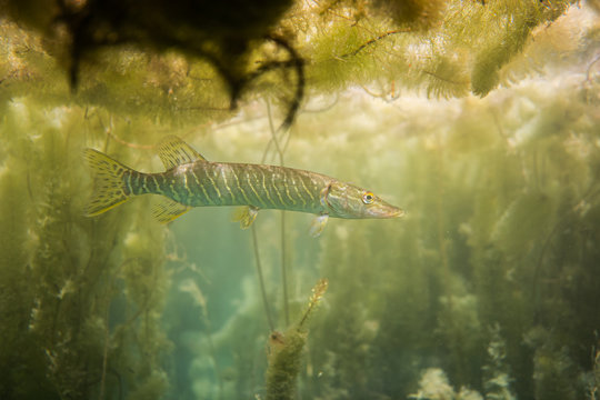 pike under water image, baby pike in a lake under water, underwater wildlife photography