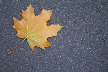 Close-up of yellow maple leaveson the pavement, selective focus