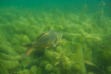carp under water, under water photography in a beautiful lake in austria, Amazing under water fish image 
