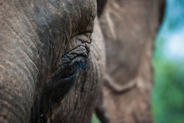 Głowa słonia - obrazy, fototapety, plakaty