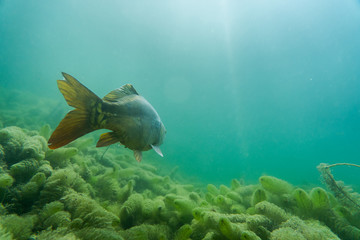 carp under water, under water photography in a beautiful lake in austria, Amazing under water fish image 