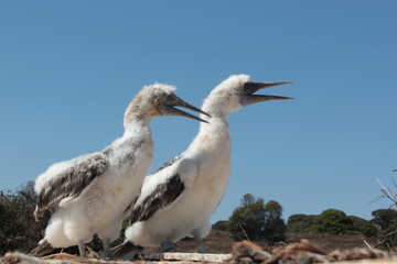 Peruvian Booby Chicks