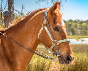Obraz premium Portrait of horse in South Georgia golden isles