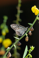 butterfly on flower © nitka_zaplatana