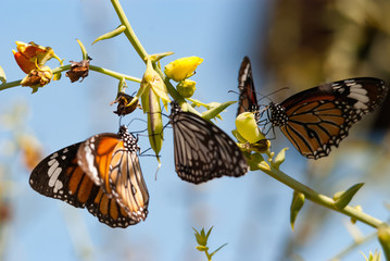 butterfly on a flower © nitka_zaplatana