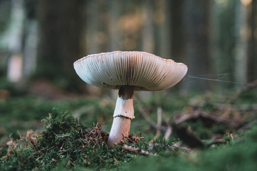 Mushroom close-up in the woods 