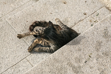 Cat grooming himself, laying on a stairs
