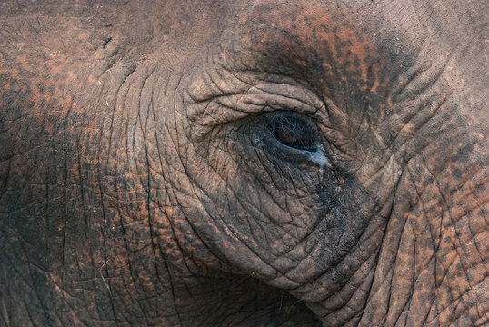 Fototapeta eye of an elephant