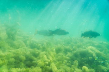 carp under water, under water photography in a beautiful lake in austria, Amazing under water fish image 
