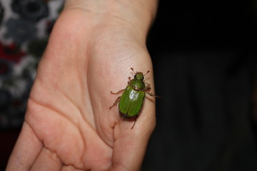 Green beetle at hand