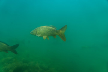 Naklejka premium carp under water image, fish photography, under water photography, austrian lake wildlife