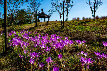 Obraz premium 農業公園のイヌサフラン