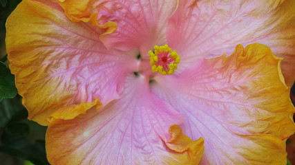 close up of a pink tropical hibiscus