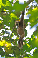 White-Handed Gibbon
