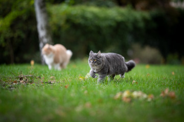 two fluffy maine coon cats outdoors on the prowl in garden