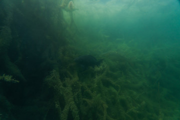 carp under water image, fish photography, under water photography, austrian lake wildlife