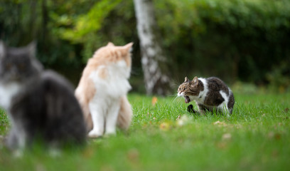 british shorthair cat throwing up outdoors on grass while two other cats watching