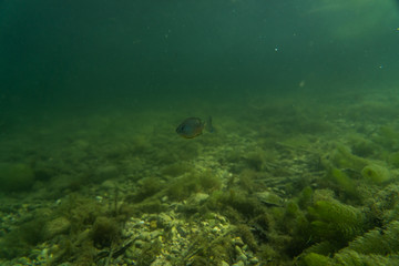 Underwater photography in a lake in austria