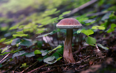 mushroom in forest