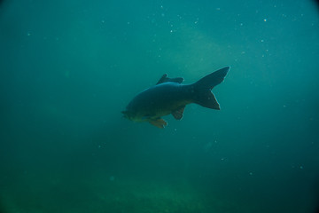 carp under water image, fish photography, under water photography, austrian lake wildlife