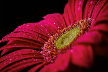 Gerbera flower isolated on black background in drops of water
