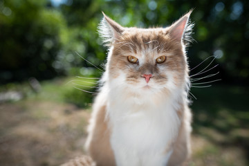 portrait of a cream tabby ginger maine coon cat outdoors in nature looking at camera on a sunny summer day