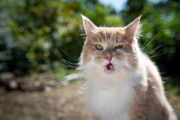 Naklejka na ściany i meble funny portrait of a cream tabby ginger maine coon cat outdoors in nature looking at camera on a sunny summer day with open mouth